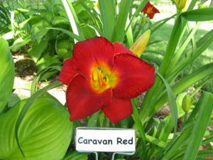 CARAVAN RED