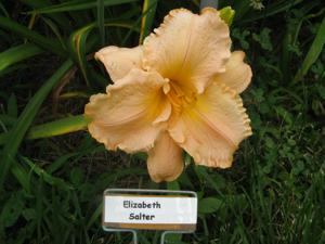 ELIZABETH SALTER