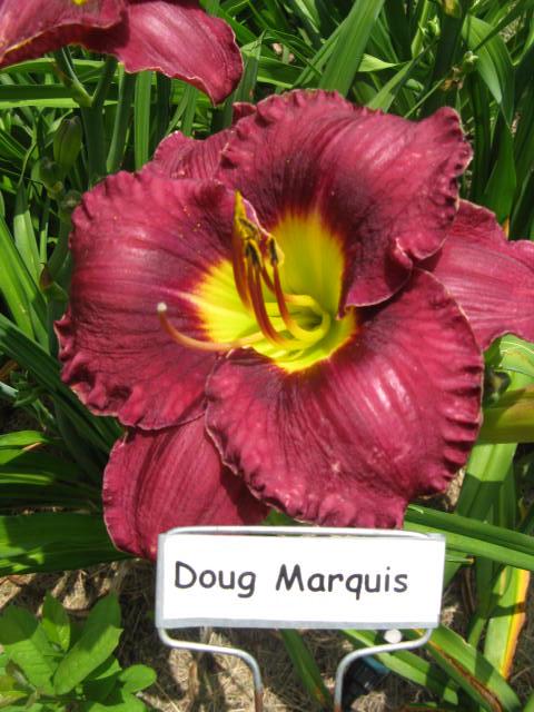 Doug Marquis.jpeg