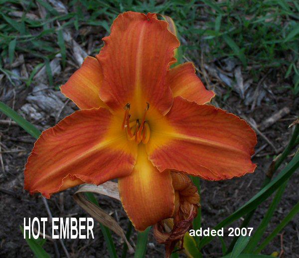 DaylillieHOT EMBER2007