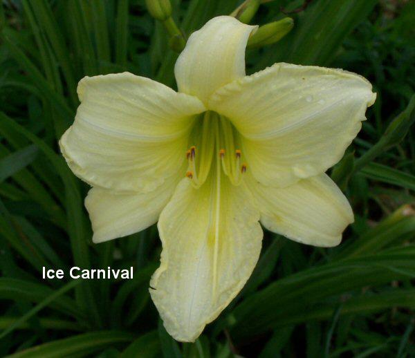 DaylilyIceCarnival