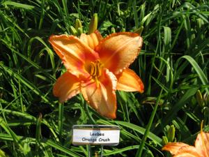 LEEBEA ORANGE CRUSH