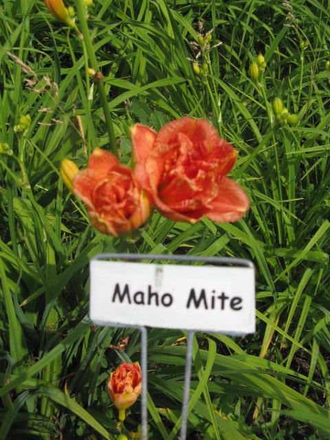 Maho Mite17.jpeg