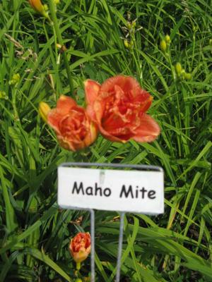 MAHO MITE