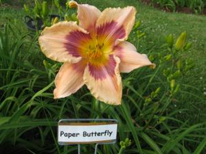 PAPER BUTTERFLY