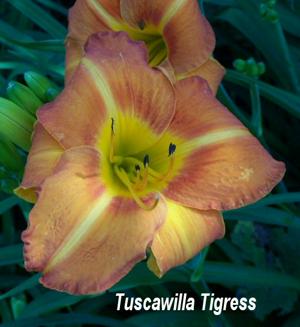 TUSCAWILLA TIGRESS