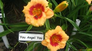 YOU ANGEL YOU