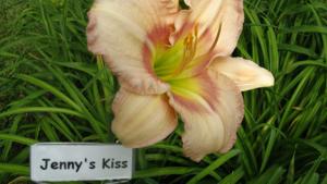 JENNY'S KISS