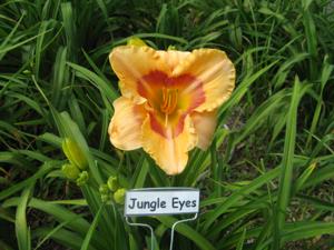 JUNGLE EYES