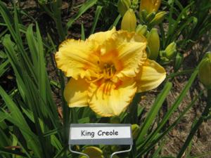 KING CREOLE