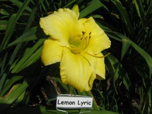 LEMON LYRIC