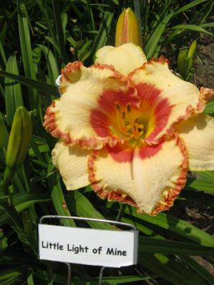 LITTLE LIGHT OF MINE