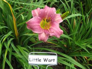 LITTLE WART