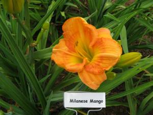MILANESE MANGO
