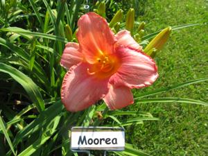 MOOREA
