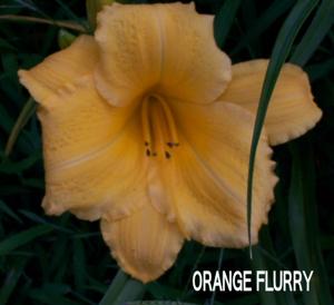 ORANGE FLURRY