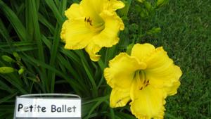 PETITE BALLET