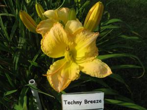 TECHNY BREEZE
