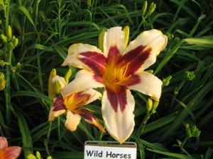 WILD HORSES