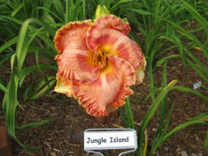 JUNGLE ISLAND