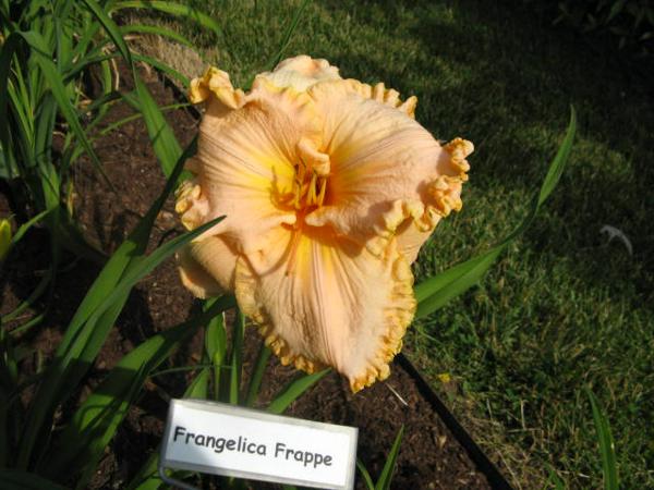 Frangelica Frappe.jpeg