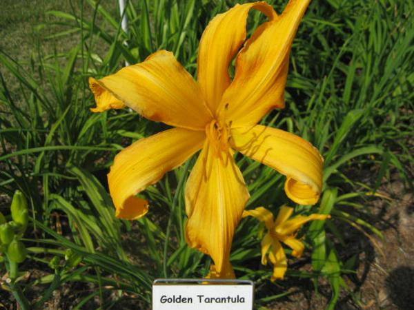 Golden Tarantula.jpeg