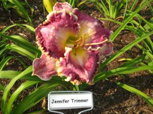 JENNIFER TRIMMER