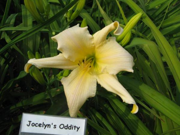 Jocelyn's Oddity.jpeg