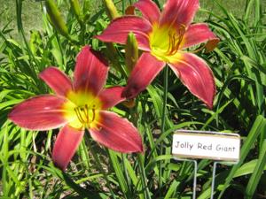 JOLLY RED GIANT