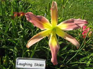 LAUGHING SKIES