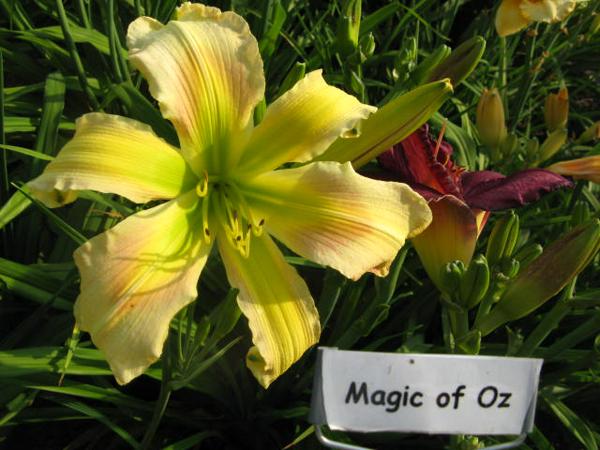Magic of Oz.jpeg