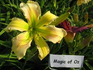 MAGIC OF OZ