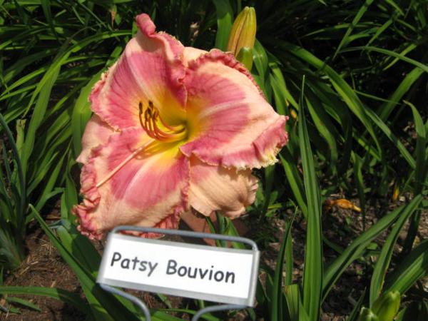 Patsy Bouvion.jpeg