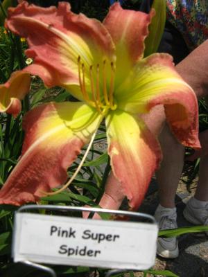 PINK SUPER SPIDER