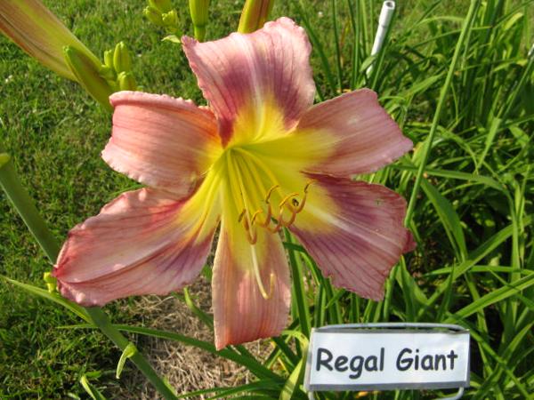 Regal Giant.jpeg