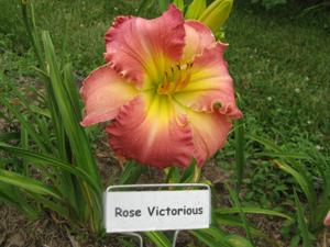 ROSE VICTORIOUS