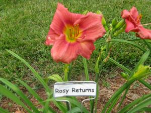 ROSY RETURNS