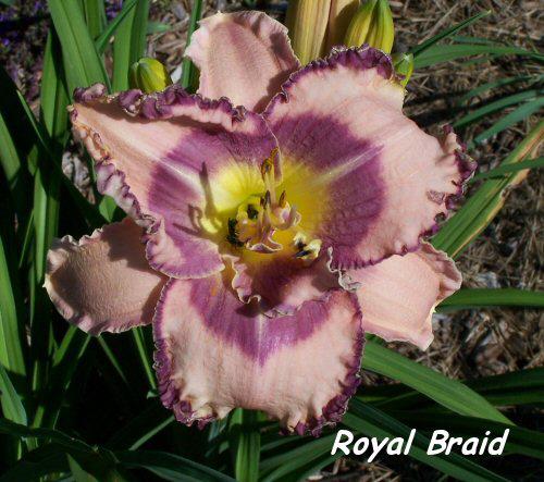 Royal Braid '09 single bloom