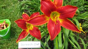 SCREECH OWL