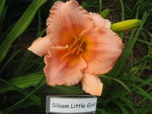 SILOAM LITTLE GIRL