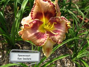 SPACECOAST EYE DECLARE