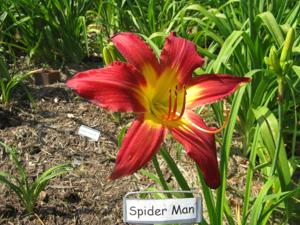 SPIDER MAN