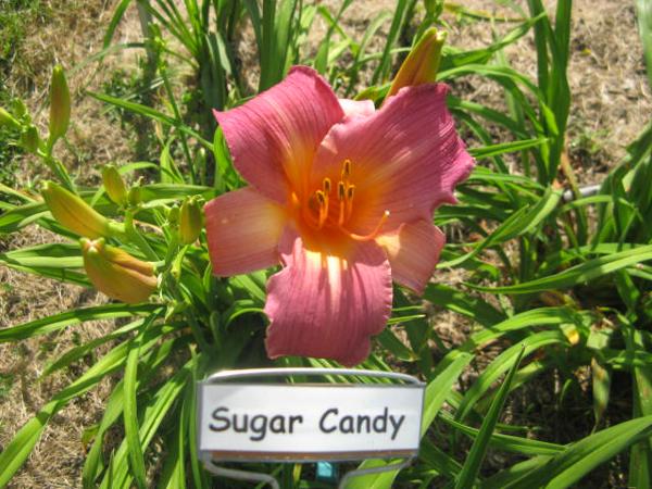 Sugar Candy.jpeg