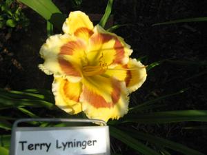 TERRY LYNINGER