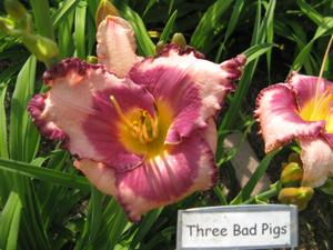 THREE BAD PIGS