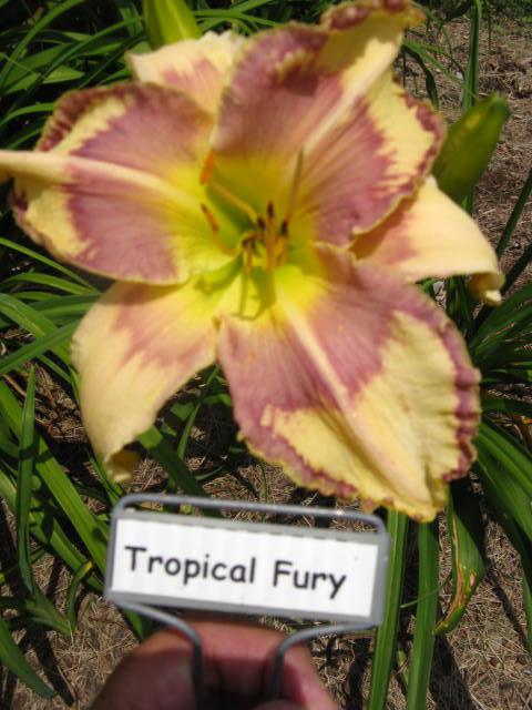 Tropical Fury.jpeg