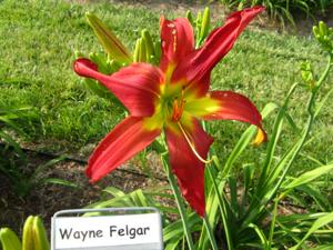 WAYNE FELGAR