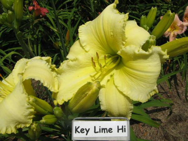 Key Lime Hi.jpeg