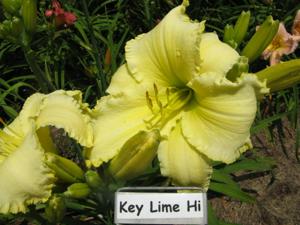 KEY LIME HI