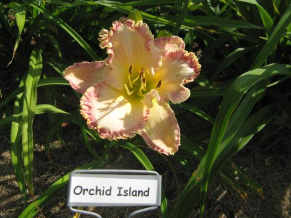 Orchid Island.jpeg